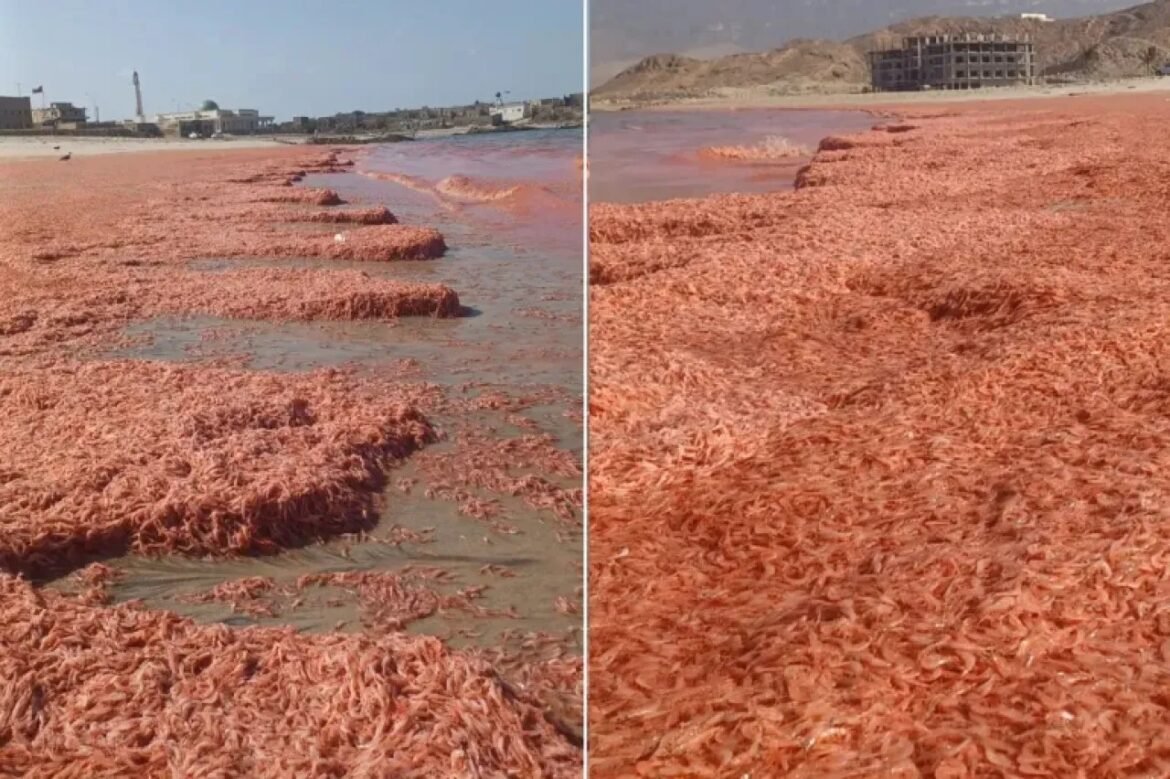 Split-view photo of shrimp drying along a coastal beach, with pink piles laid on the sand and buildings in the background.