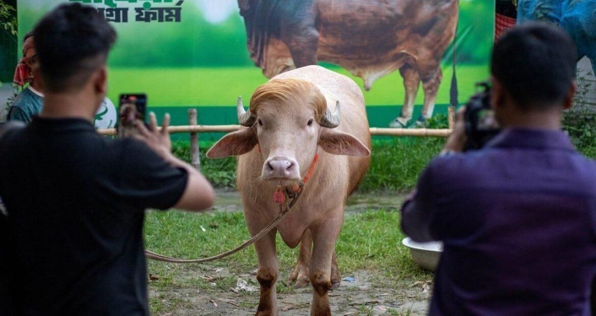 Front view of a tethered buffalo facing the camera as two people photograph it from the sides in a green outdoor setting.
