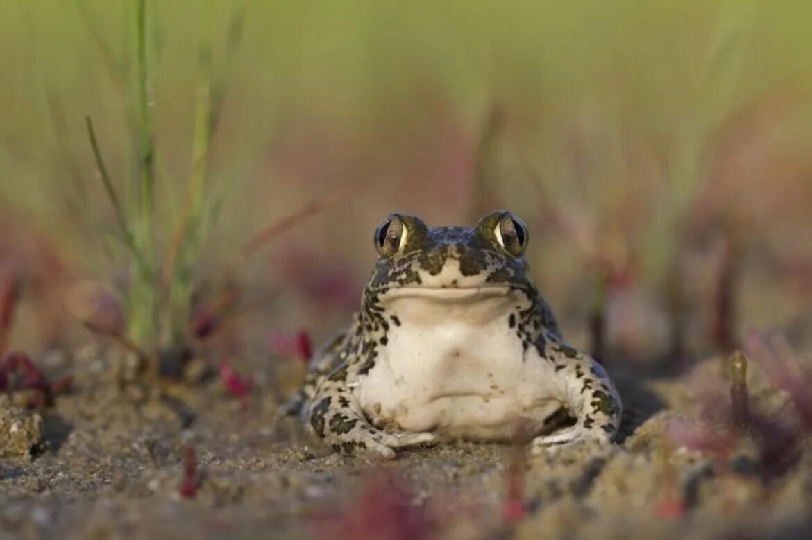 Front-facing frog sits on sandy ground with green grass in the background.