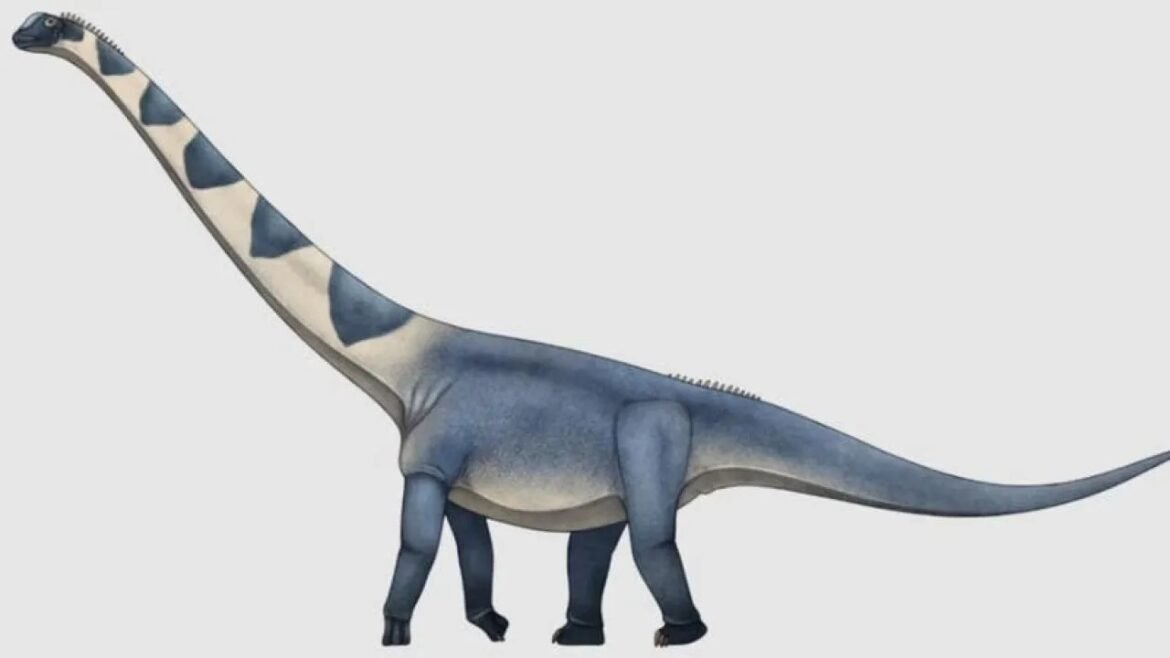 Brachiosaurus-like dinosaur with a long neck and blue-gray body, walking to the left.