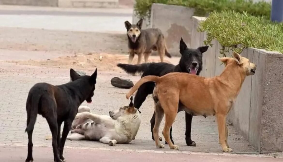 Five dogs on a paved street: a tan dog at the wall, two black dogs, a light gray dog lying on its back, and a tan dog in the distance approaching.