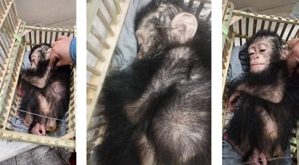 Young chimpanzee in a small wooden cage, lying on its side as a person's hand pets its fur.