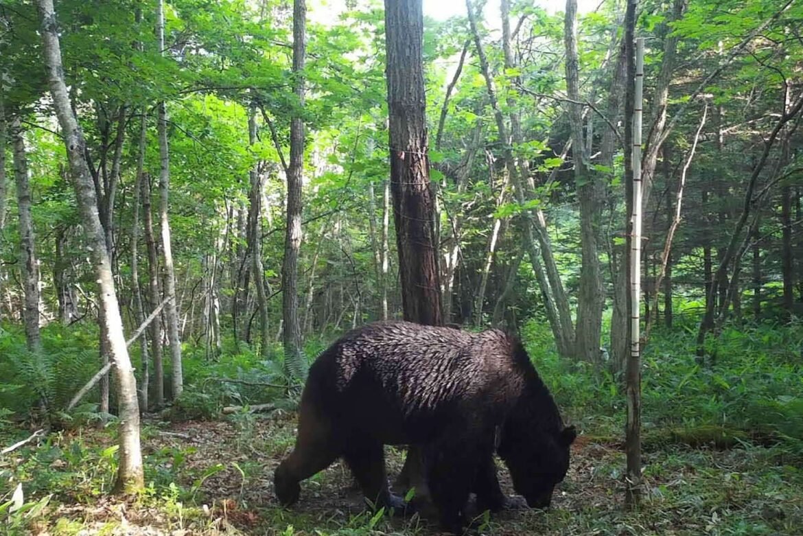 Black bear foraging on the forest floor among green trees and ferns.