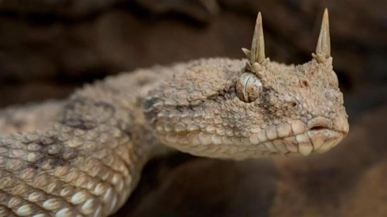Close up of a Horned Geckos Head with Textured Beige Scales and Small Horn like Spikes on Top  Aleumumnews