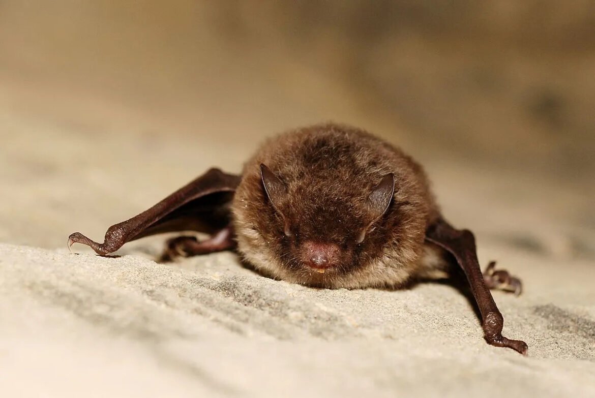 Small brown bat resting on sandy ground with wings spread to the sides.
