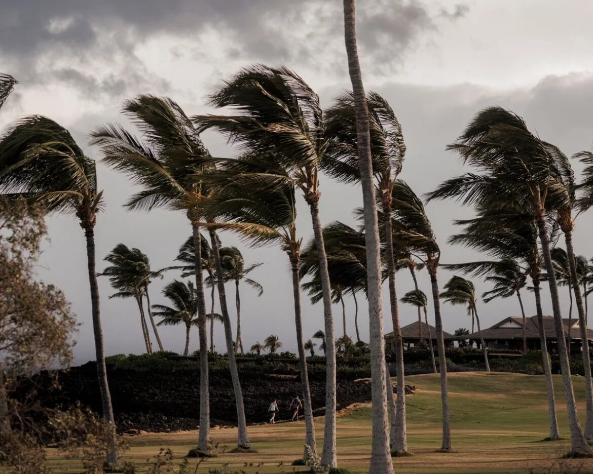 Palm trees bending in strong wind over a grassy park with a distant building and dark clouds in the sky.