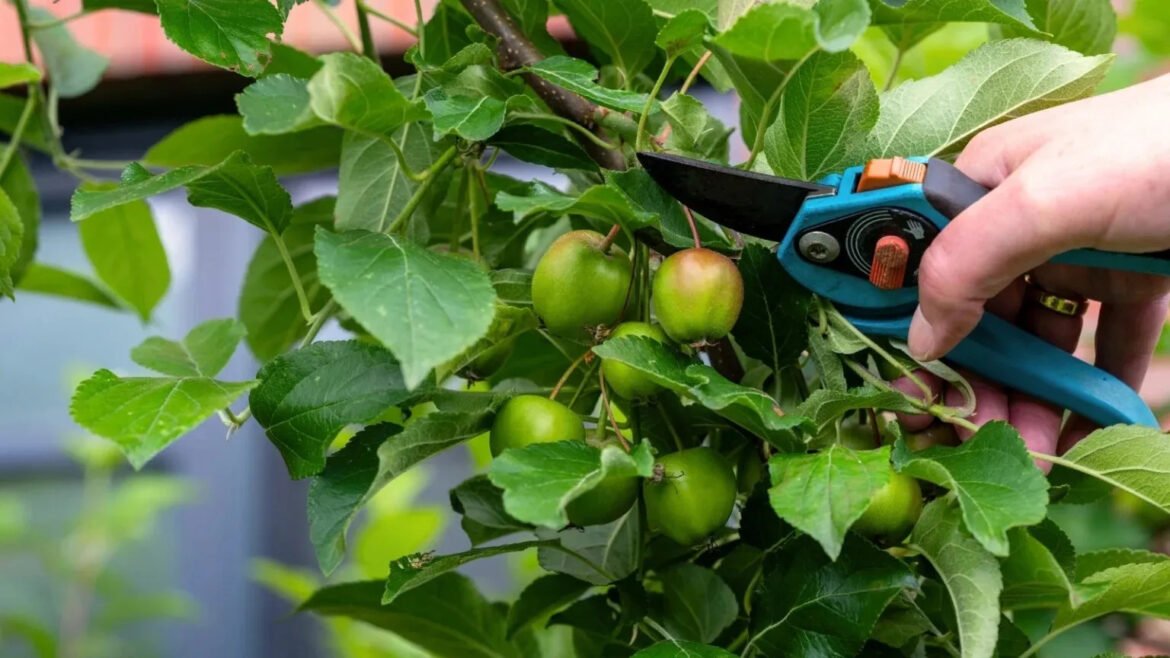 Person pruning a branch with blue-handled shears, harvesting small green apples among leaves.