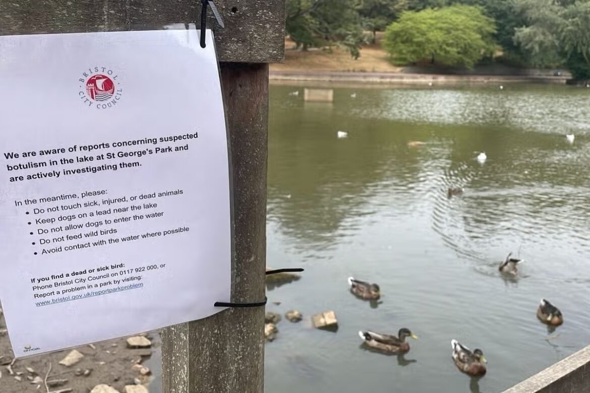 Poster on a wooden post warning of suspected botulism in the lake at St George's Park, with ducks on the water in the background,