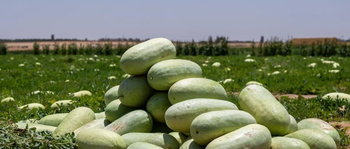 Pile of pale green melons stacked on the ground in a field under a blue sky.